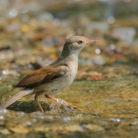 Cierniówka - Sylvia communis - Common Whitethroat