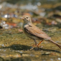 Cierniówka - Sylvia communis - Common Whitethroat