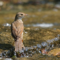 Cierniówka - Sylvia communis - Common Whitethroat