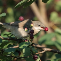 Piegża - Sylvia curruca - Lesser Whitethroat