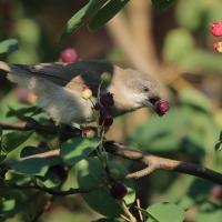 Piegża - Sylvia curruca - Lesser Whitethroat