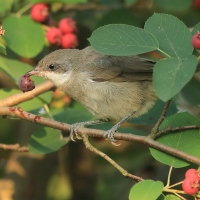 Piegża - Sylvia curruca - Lesser Whitethroat