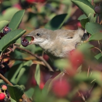 Piegża - Sylvia curruca - Lesser Whitethroat