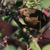 Kos - Turdus merula - Common Blackbird