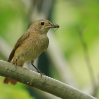 Pleszka - Phoenicurus phoenicurus - Common Redstart