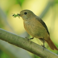 Pleszka - Phoenicurus phoenicurus - Common Redstart