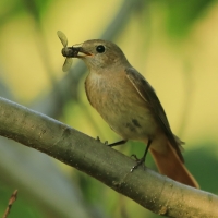 Pleszka - Phoenicurus phoenicurus - Common Redstart