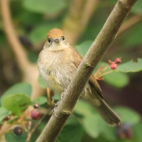 Kapturka - Sylvia atricapilla - Eurasian Blackcap