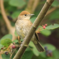 Kapturka - Sylvia atricapilla - Eurasian Blackcap