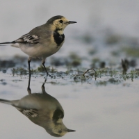 Pliszka siwa - Motacilla alba - White Wagtail