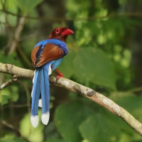 Kitta ozdobna - Urocissa ornata - Sri Lanka Blue Magpie