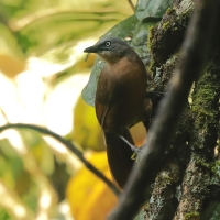 Sójkowiec szaroczelny - Garrulax cinereifrons - Ashy-headed Laughingthrush