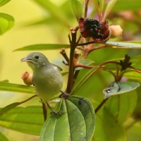 Kwiatówka jasnodzioba - Dicaeum erythrorhynchos - Pale-billed Flowerpecker