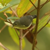 Kwiatówka jasnodzioba - Dicaeum erythrorhynchos - Pale-billed Flowerpecker