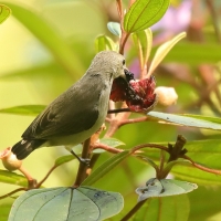 Kwiatówka jasnodzioba - Dicaeum erythrorhynchos - Pale-billed Flowerpecker