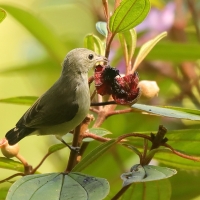 Kwiatówka jasnodzioba - Dicaeum erythrorhynchos - Pale-billed Flowerpecker