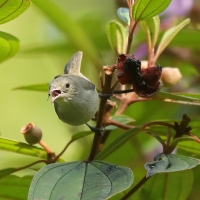 Kwiatówka jasnodzioba - Dicaeum erythrorhynchos - Pale-billed Flowerpecker