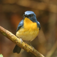 Niltawa trójbarwna - Cyornis tickelliae - Tickell's Blue Flycatcher