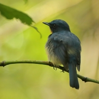 Niltawa trójbarwna - Cyornis tickelliae - Tickell's Blue Flycatcher