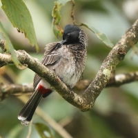 Bilbil czerwonoplamy - Pycnonotus cafer - Red-vented Bulbul