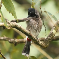 Bilbil czerwonoplamy - Pycnonotus cafer - Red-vented Bulbul