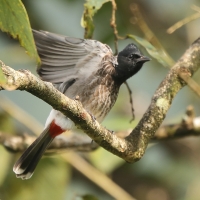 Bilbil czerwonoplamy - Pycnonotus cafer - Red-vented Bulbul