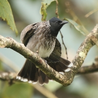 Bilbil czerwonoplamy - Pycnonotus cafer - Red-vented Bulbul