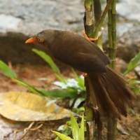 Dżunglotymal cejloński - Turdoides rufescens - Orange-billed Babble