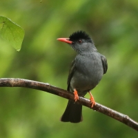 Szczeciak równosterny - Hypsipetes ganeesa - Square-tailed Bulbul