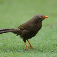 Dżunglotymal cejloński - Turdoides rufescens - Orange-billed Babble