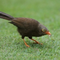 Dżunglotymal cejloński - Turdoides rufescens - Orange-billed Babble