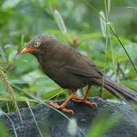 Dżunglotymal cejloński - Turdoides rufescens - Orange-billed Babble