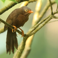 Dżunglotymal cejloński - Turdoides rufescens - Orange-billed Babble