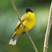 Bilbil czarnoczuby - Pycnonotus melanicterus - Black-capped Bulbul