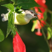 Nektarnik żółtobrzuchy - Leptocoma zeylonica - Purple-rumped Sunbird