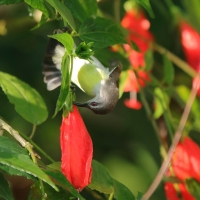 Nektarnik żółtobrzuchy - Leptocoma zeylonica - Purple-rumped Sunbird