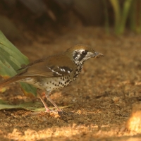 Drozdaczek plamoskrzydły - Geokichla spiloptera - Spot-winged Thrush