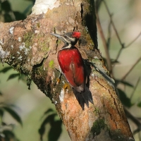 Sułtanik żółtogrzbiety - Dinopium benghalense - Black-rumped Flameback