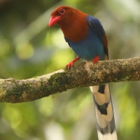 Kitta ozdobna - Urocissa ornata - Sri Lanka Blue Magpie