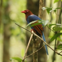 Kitta ozdobna - Urocissa ornata - Sri Lanka Blue Magpie