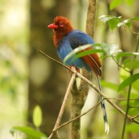 Kitta ozdobna - Urocissa ornata - Sri Lanka Blue Magpie