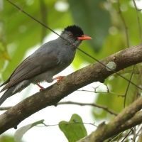 Szczeciak równosterny - Hypsipetes ganeesa - Square-tailed Bulbul