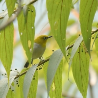 Szlarnik indyjski - Zosterops palpebrosus - Indian White-eye
