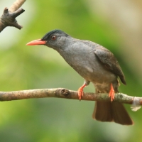 Szczeciak równosterny - Hypsipetes ganeesa - Square-tailed Bulbul