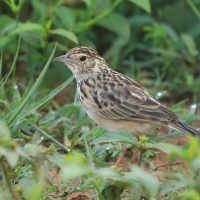 Skowroniec indyjski - Mirafra affinis - Jerdon's Lark
