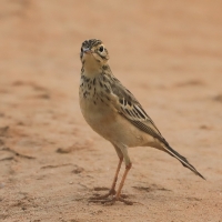 Świergotek rdzawy - Anthus rufula - Paddyfield Pipit