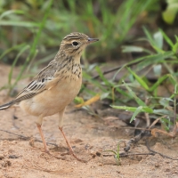 Świergotek rdzawy - Anthus rufula - Paddyfield Pipit