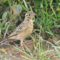 Świergotek rdzawy - Anthus rufula - Paddyfield Pipit