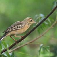 Świergotek rdzawy - Anthus rufula - Paddyfield Pipit