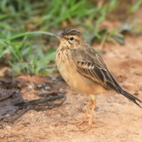 Świergotek rdzawy - Anthus rufula - Paddyfield Pipit
